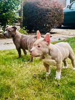 Pocket Bully, Rabiës (hondsdolheid), 8 tot 15 weken, Bulldog, Meerdere