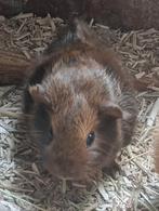 Jonge cavia's, Dieren en Toebehoren, Knaagdieren, Augustus, Meerdere dieren, Cavia