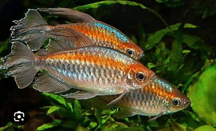 Vissen, Dieren en Toebehoren, Vissen | Aquariumvissen, Zoetwatervis, Vis, Schoolvis