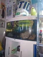 Aquarium vissen, Vis, Zoetwatervis