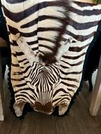***Prachtige Zebrahuid***, Ophalen of Verzenden, Zo goed als nieuw, Wild dier, Opgezet dier