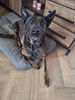 Hollandse herder/mechelse herder, Rabiës (hondsdolheid), Teef, Eén hond, 3 tot 5 jaar