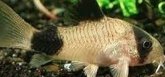 corydoras panda €3,95, Dieren en Toebehoren, ., Overige typen, Nieuw, Ophalen of Verzenden