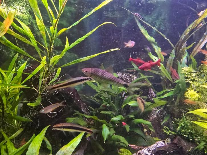 Siamese algeneter, Dieren en Toebehoren, Vissen | Aquariumvissen, Vis