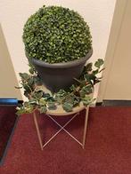 Planten met pot en tafel, Huis en Inrichting, Kamerplanten, 100 tot 150 cm, Overige soorten, In pot, Groene kamerplant