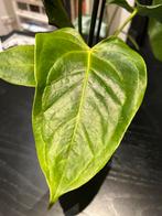 Anthurium Veitchii, Huis en Inrichting, Ophalen of Verzenden, Overige soorten, Minder dan 100 cm