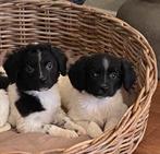 Bijzonder mooie BORDER COLLIE x FRIESE STABIJ pups, Nederland, CDV (hondenziekte), 8 tot 15 weken, Meerdere