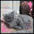Lief perzisch poesje. Perzische pers doll face kitten, Dieren en Toebehoren, Katten en Kittens | Raskatten | Langhaar, Poes, Gechipt