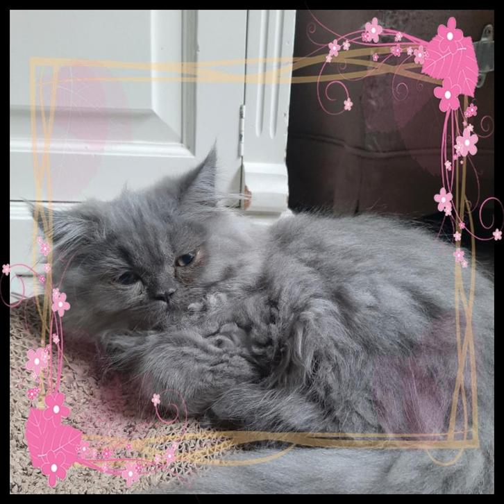 Lief perzisch poesje. Perzische pers doll face kitten, Dieren en Toebehoren, Katten en Kittens | Raskatten | Langhaar, Poes, 0 tot 2 jaar