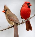 Broedkoppel rode kardinalen, Dieren en Toebehoren, Vogels | Overige Vogels, Meerdere dieren, Wildzangvogel, Geringd