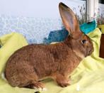 Haaskleur Vlaamse Reus Gezocht, Dieren en Toebehoren, Konijnen, Meerdere dieren, Groot