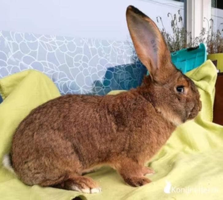 Haaskleur Vlaamse Reus Gezocht, Dieren en Toebehoren, Konijnen, Groot, Meerdere dieren