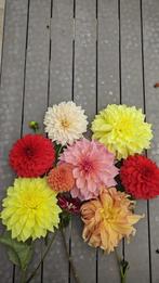 Dahlia knollen, Tuin en Terras, Planten | Tuinplanten, Ophalen of Verzenden, Zomer, Overige soorten, Volle zon