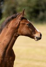Hengstveulen (v: Daxx) en merrieveulen (v:mac Madison), Dieren en Toebehoren, Paarden, Minder dan 160 cm, Niet van toepassing