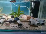 Channa Andrao slangenkopvis, Dieren en Toebehoren, Vissen | Aquariumvissen, Vis, Zoetwatervis