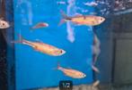 Giant danio Orange - Danio aequipinnatus - Koidream Valburg