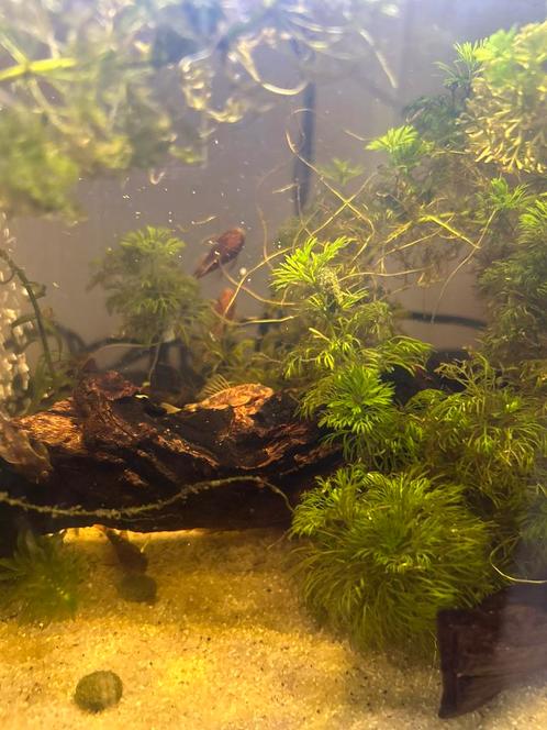 Zuurstof plant Limnophila sessilifora, Dieren en Toebehoren, Vissen | Aquariumvissen, Vis