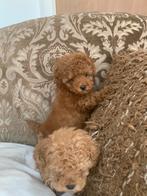 Toypoedels, Dieren en Toebehoren, Honden | Chihuahua's en Gezelschapshonden, Poedel, Rabiës (hondsdolheid), 8 tot 15 weken, Teef