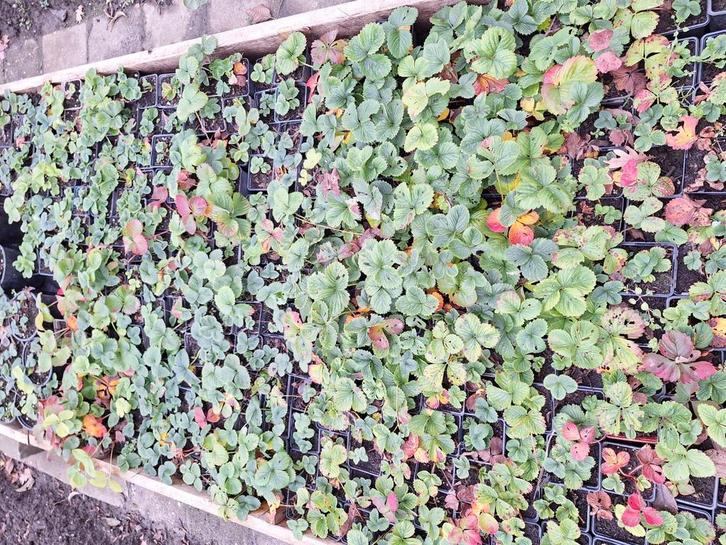 Aardbei planten + fruitbomen, Tuin en Terras, Grind, Keien en Split, Zo goed als nieuw, Overige typen, Bruin, Ophalen of Verzenden