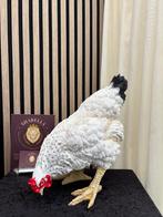 Kip grazend wit, Shabella-deco, Nieuw, Ophalen of Verzenden, 5953kr