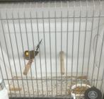 Maskeramadine, Dieren en Toebehoren, Mannelijk, Tropenvogel, Geringd