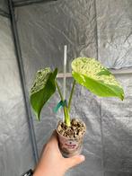 Monstera Star Shadow variegata, Ophalen of Verzenden, Halfschaduw, Minder dan 100 cm