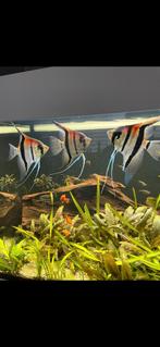 Pterophyllum scalare Redshoulders Rio Manucapuru, Dieren en Toebehoren, Vissen | Aquariumvissen, Vis