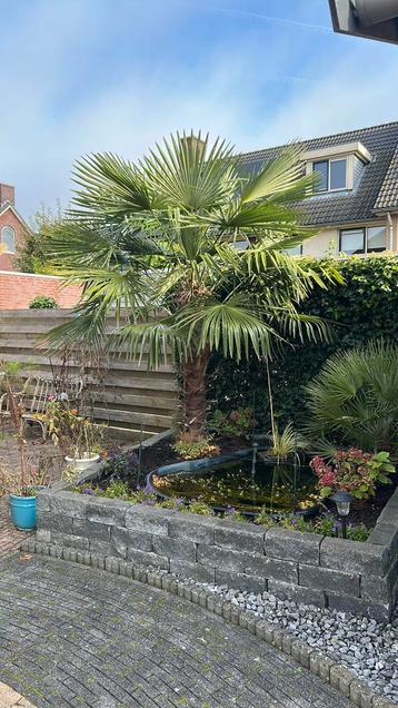 Palmboom (zelf uitgraven) beschikbaar voor biedingen
