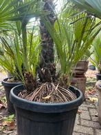 Chamaerops humilis – sterke mediterrane dwergpalm, Ophalen, Overige soorten, Volle zon