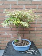 Acer Palmatum bonsai groen, Minder dan 100 cm, Overige soorten, Ophalen of Verzenden
