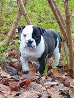 Supermooie Amerikaanse bulldog pups met stamboom, Nederland, CDV (hondenziekte), 8 tot 15 weken, Bulldog