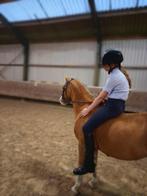 Verzorgpony gezocht / lieve bijrijder aangeboden!, Ophalen of Verzenden, Nieuw