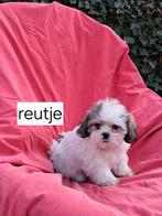 Te koop.mooie speelse boomer pups, Overige rassen, CDV (hondenziekte), 8 tot 15 weken, Meerdere