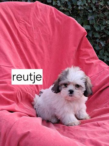 Te koop.mooie speelse boomer pups  beschikbaar voor biedingen