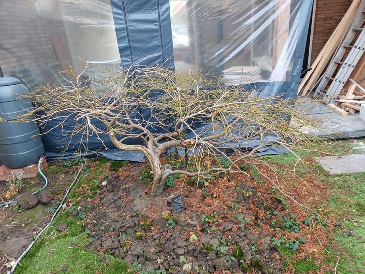 Japanse Esdoorn Struik - Acer, Tuin en Terras, Planten | Bomen, Bolboom, Minder dan 100 cm, Halfschaduw, Bloeit niet, Ophalen