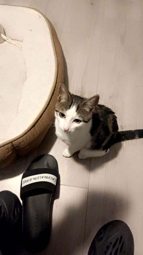 Te Koop / Herplaatsing –Lieve Huiskat Daisy geboren 22 april, Dieren en Toebehoren, Katten en Kittens | Raskatten | Korthaar, Poes