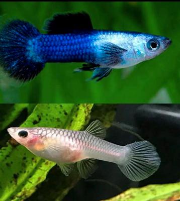 Poecilia Wingei panda blue lace endler guppy m/v kweekgroep