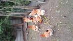 3 marans hennen, Dieren en Toebehoren, Pluimvee, Vrouwelijk, Kip