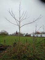 Walnotenbomen/boompjes, Tuin en Terras, Planten | Bomen, Ophalen, Halfschaduw, Overige soorten, Lente