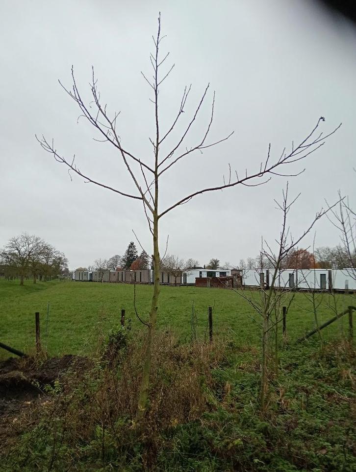Walnotenbomen/boompjes, Tuin en Terras, Planten | Bomen, Overige soorten, 400 cm of meer, Halfschaduw, Lente, Ophalen