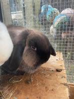 Minilop voedster, Vrouwelijk, Dwerg