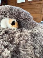 Cavia beertjes us teddy, Mannelijk, Klein, 0 tot 2 jaar