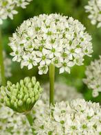 Allium nigrem wit biologische zaden, Ophalen of Verzenden, Voorjaar, Volle zon, Zaad