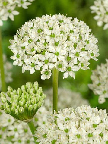 Allium nigrem wit biologische zaden beschikbaar voor biedingen