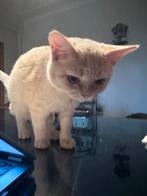 Cream british, Ophalen