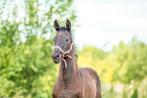 1e premie Hengstveulen Feliciano x Zonik x Ferro, Hengst
