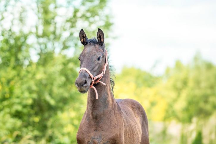 1e premie Hengstveulen Feliciano x Zonik x Ferro, Dieren en Toebehoren, Paarden, Hengst