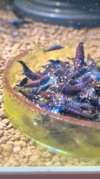 Royal X Rusty blue tiger Orange eyes caridina garnalen, Kreeft, Krab of Garnaal