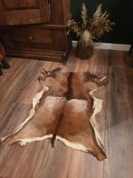 Vacht moeflon / wild schaap. Taxidermie. Landelijk. Kleed, Ophalen of Verzenden, Zo goed als nieuw, Wild dier, Overige typen