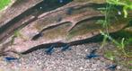 Neocaridina garnalen blauw 10 voor 10 euro, Dieren en Toebehoren, Vissen | Aquariumvissen, Kreeft, Krab of Garnaal